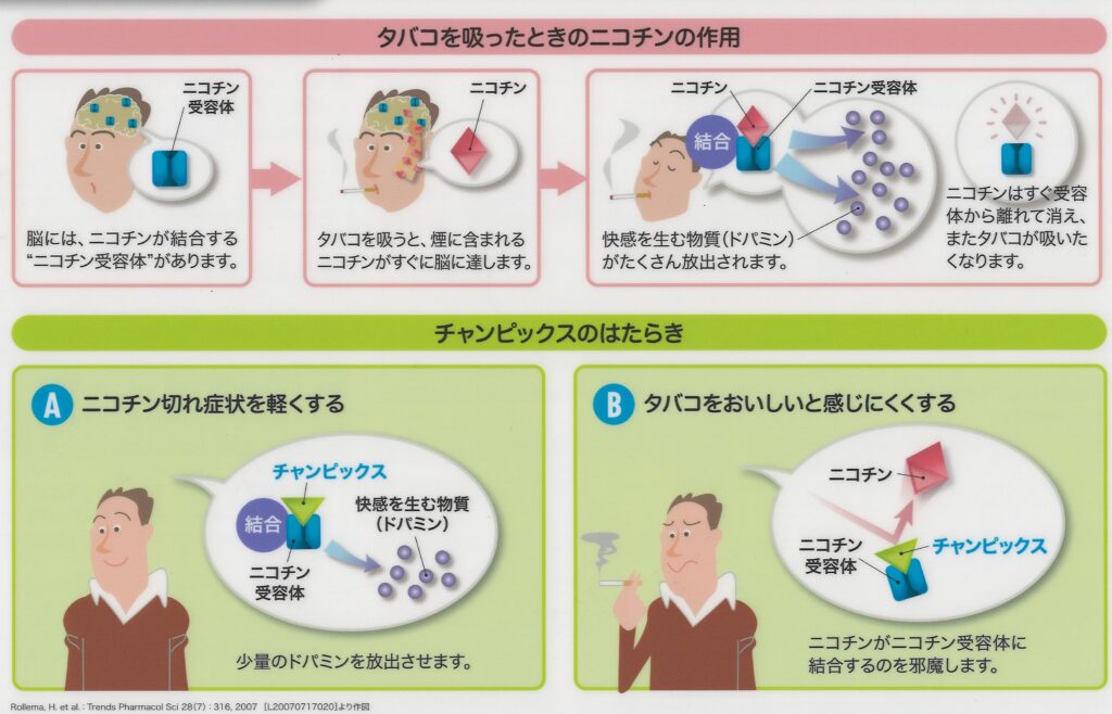 コロナ ニコチン 新型 新型コロナ感染者に少ない喫煙者 仏でニコチンの効果検証へ