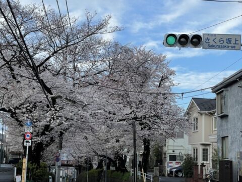 桜坂