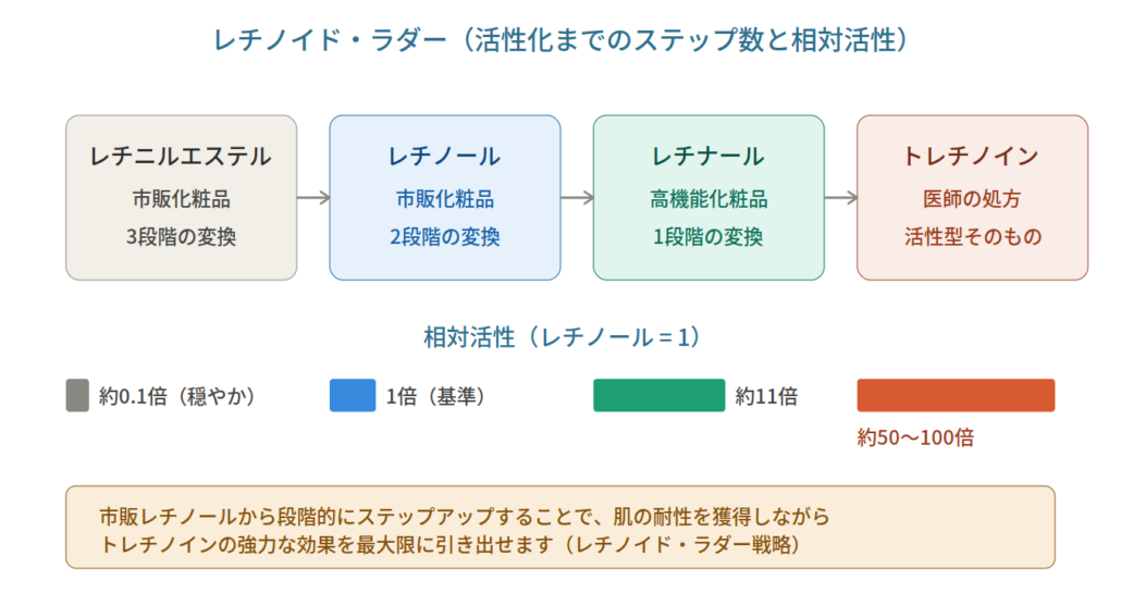 レチノイドラダー：4種類のビタミンA誘導体の活性比較