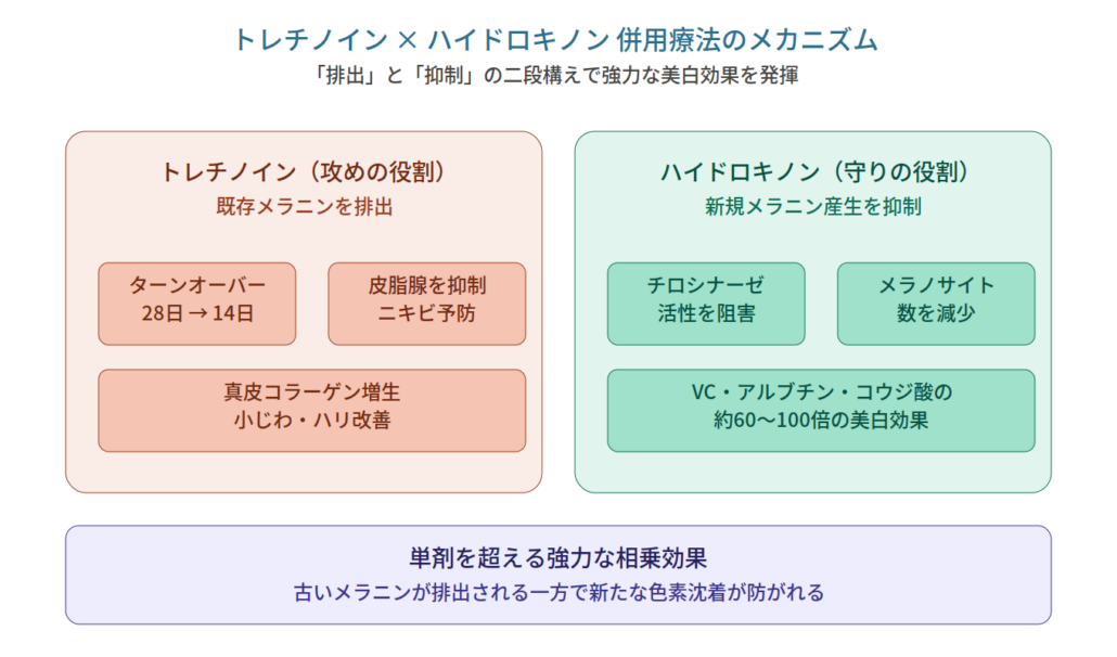 併用療法のメカニズム：排出と抑制の二段構え